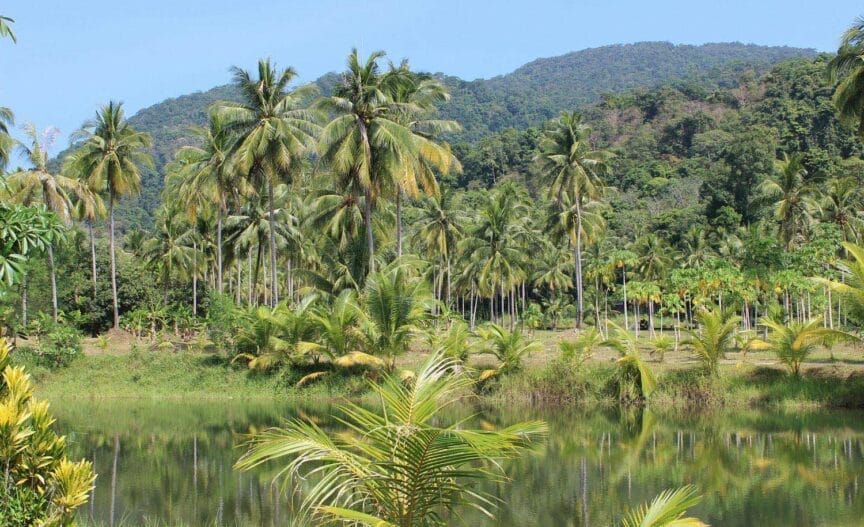 Paysage typique de la Guyane