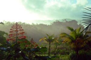 Paysage de forêt en Guyane