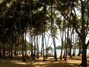 Arbre et paysage agréable en Guadeloupe