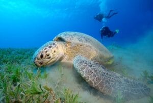 plongeurs avec une tortue de mer