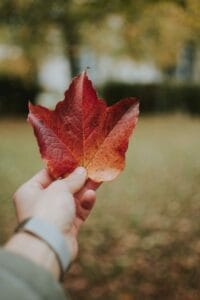 feuille d'érable à vancouver