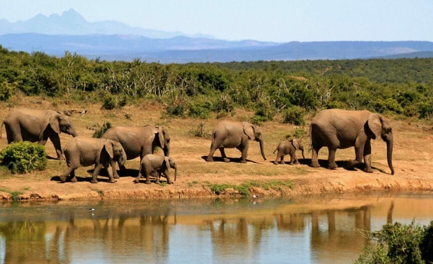 Des éléphants en Côte d'Ivoire
