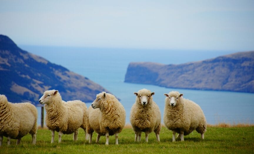 des moutons en nouvelle Zélande