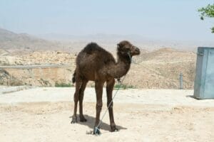 déménager à tunis pour voir les chameaux